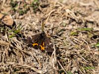 Birkenjungfernkind Schmetterling